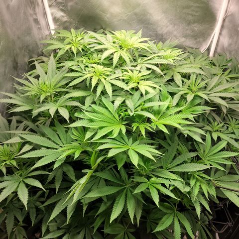 Big Devil 2 growlog timeline photo