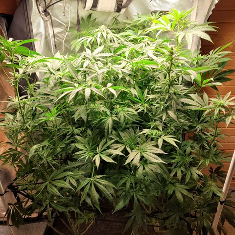 Big Devil 2 growlog timeline photo