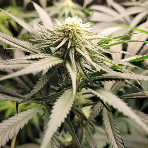 Big Bud 2 growlog timeline photo