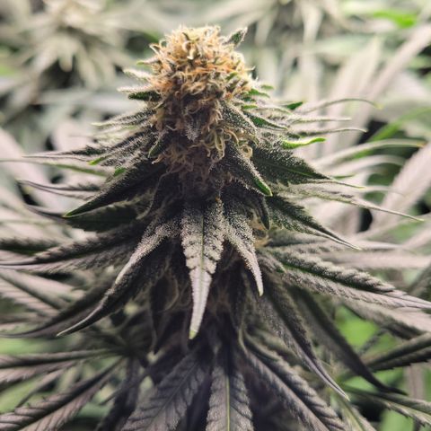 Big Bud 2 growlog timeline photo