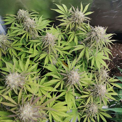 Blue Cheese Auto growlog timeline photo