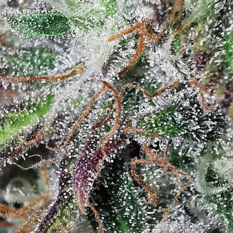 Blue Cheese Auto growlog timeline photo