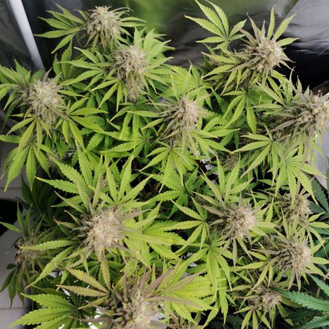 Blue Cheese Auto growlog timeline photo