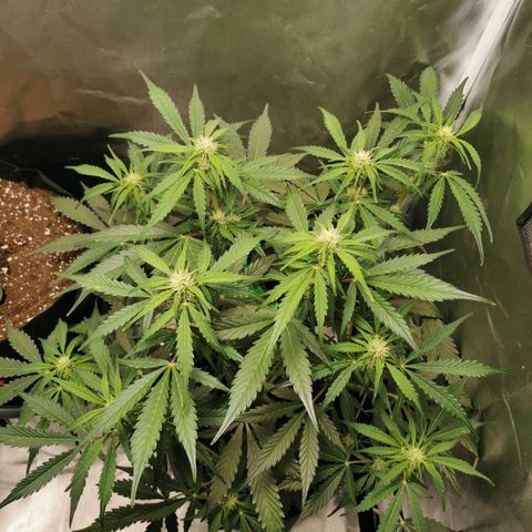 Wedding Cake Auto  growlog timeline photo