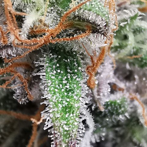 Blue Cheese Auto growlog timeline photo