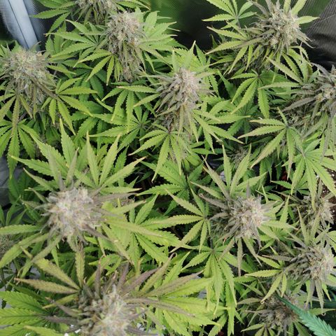 Blue Cheese Auto growlog timeline photo