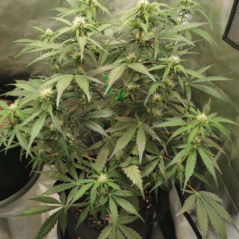 Wedding Cake Auto  growlog timeline photo