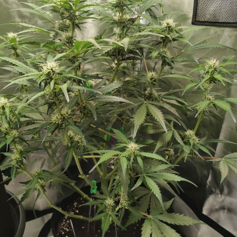 Wedding Cake Auto  growlog timeline photo