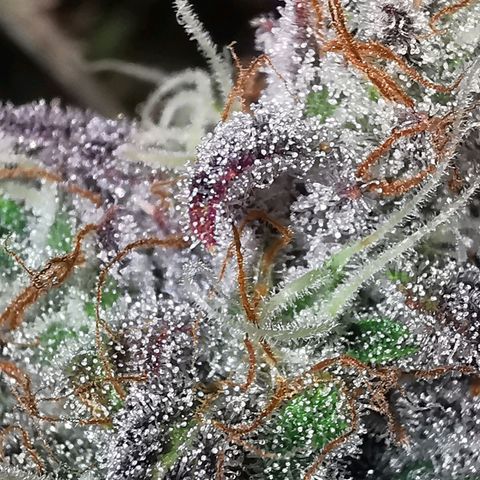 Blue Cheese Auto growlog timeline photo
