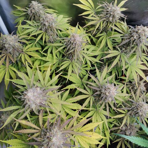 Blue Cheese Auto growlog timeline photo