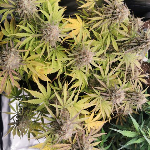 Blue Cheese Auto growlog timeline photo