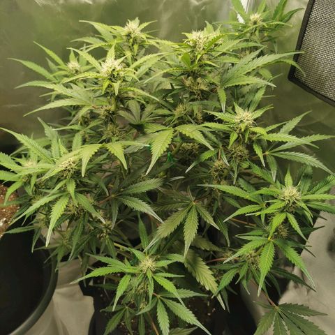 Wedding Cake Auto  growlog timeline photo