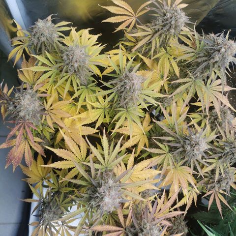 Blue Cheese Auto growlog timeline photo