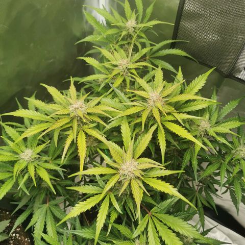 Wedding Cake Auto  growlog timeline photo