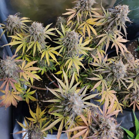 Blue Cheese Auto growlog timeline photo