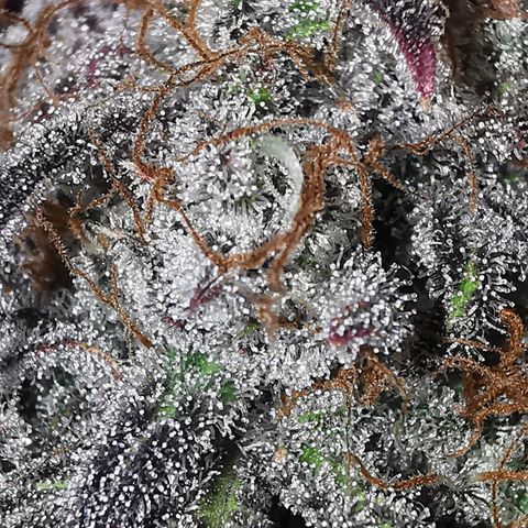 Blue Cheese Auto growlog timeline photo