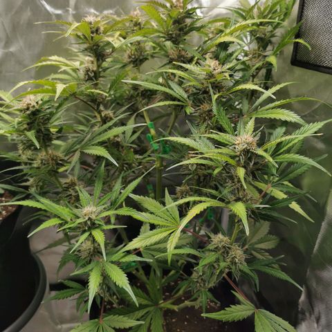Wedding Cake Auto  growlog timeline photo