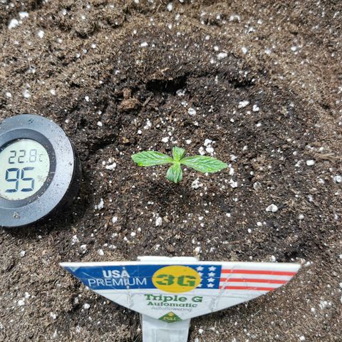 Triple G Auto growlog timeline photo