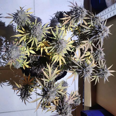 Blue Cheese Auto growlog timeline photo