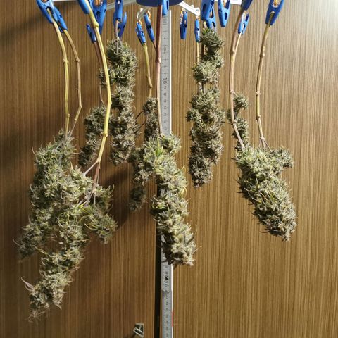 Blue Cheese Auto growlog timeline photo