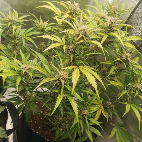 Wedding Cake Auto  growlog timeline photo
