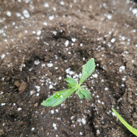 Triple G Auto growlog timeline photo
