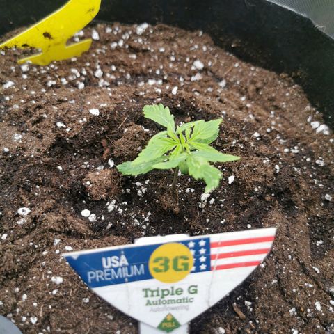 Triple G Auto growlog timeline photo