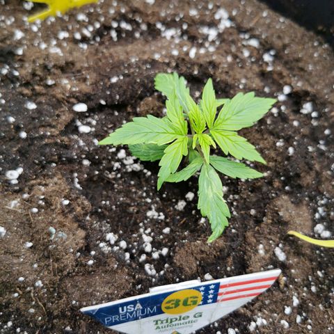 Triple G Auto growlog timeline photo
