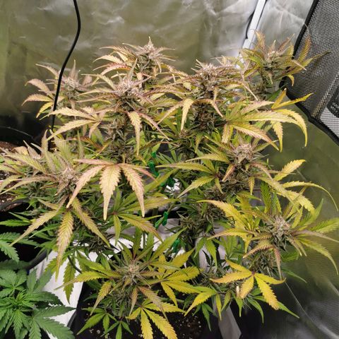 Wedding Cake Auto  growlog timeline photo