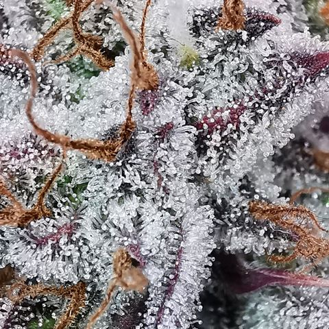Wedding Cake Auto  growlog timeline photo