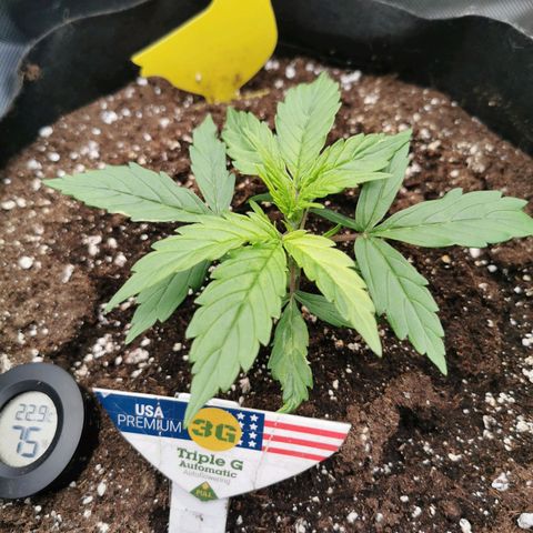 Triple G Auto growlog timeline photo