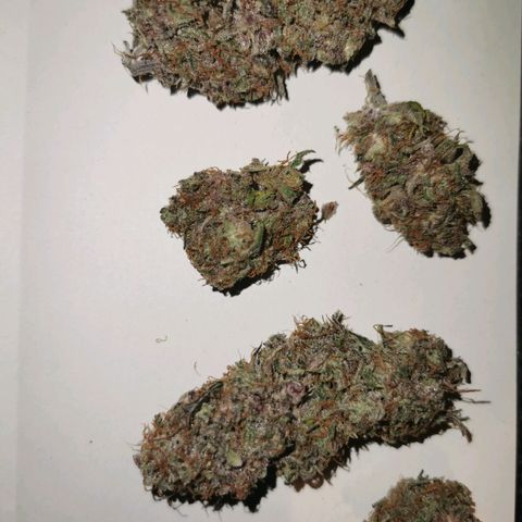 Blue Cheese Auto growlog timeline photo