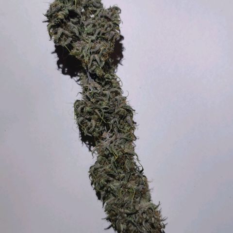 Blue Cheese Auto growlog timeline photo