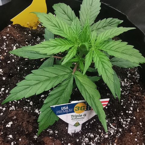 Triple G Auto growlog timeline photo