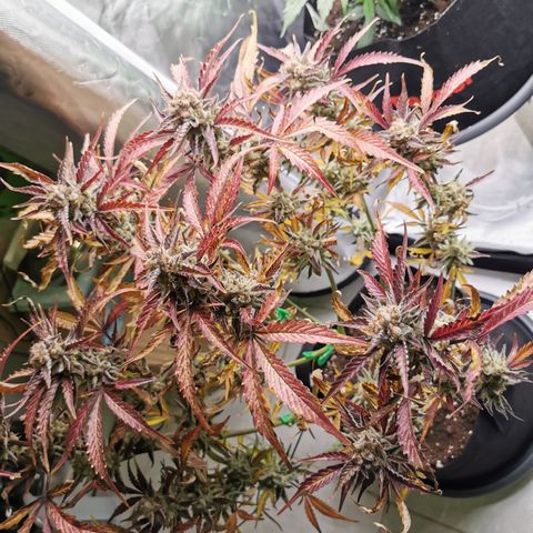 Wedding Cake Auto  growlog timeline photo