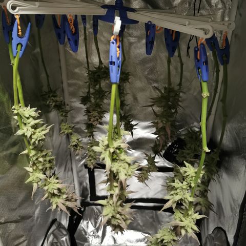 Wedding Cake Auto  growlog timeline photo