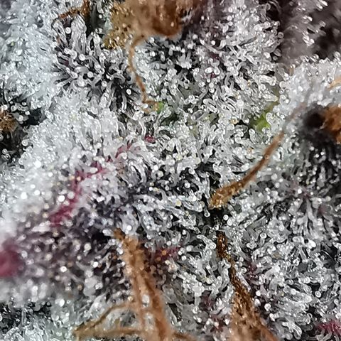 Wedding Cake Auto  growlog timeline photo