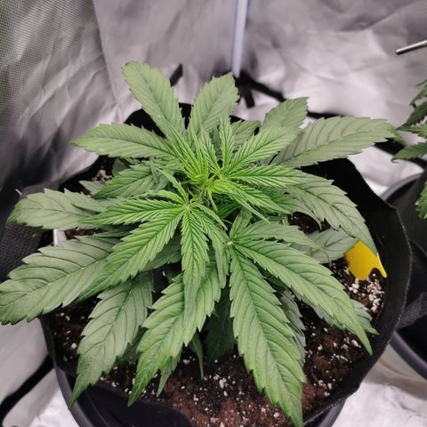 Triple G Auto growlog timeline photo