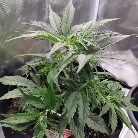 Triple G Auto growlog timeline photo