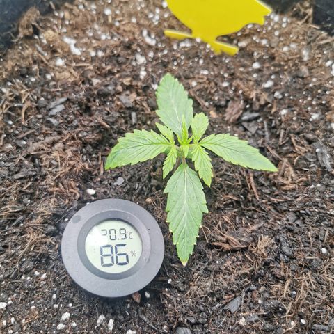 Stress Killer Auto  growlog timeline photo