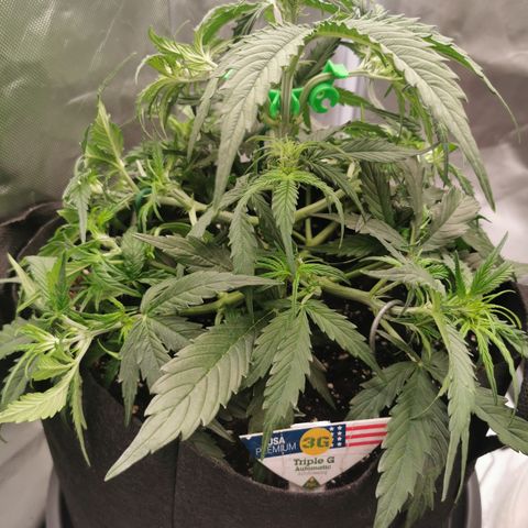 Triple G Auto growlog timeline photo