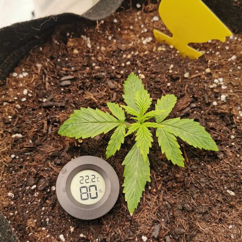 Stress Killer Auto  growlog timeline photo