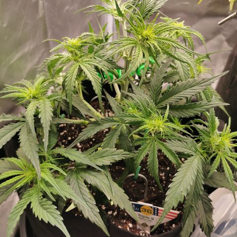 Triple G Auto growlog timeline photo