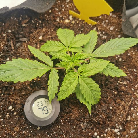 Stress Killer Auto  growlog timeline photo