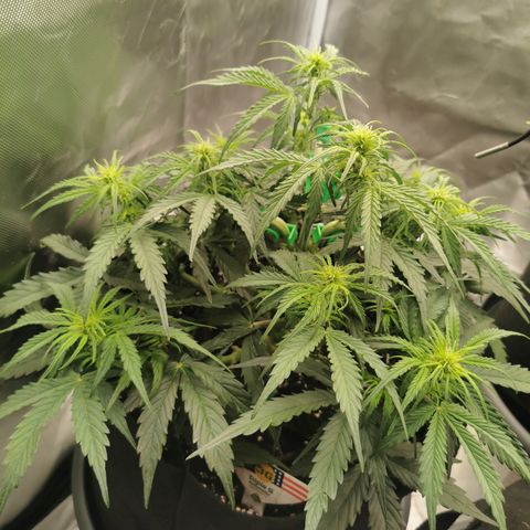 Triple G Auto growlog timeline photo