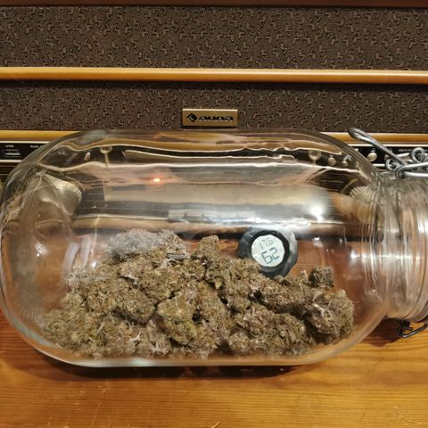 Blue Cheese Auto growlog timeline photo