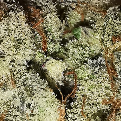 Wedding Cake Auto  growlog timeline photo