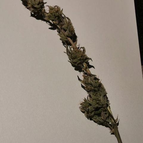 Wedding Cake Auto  growlog timeline photo