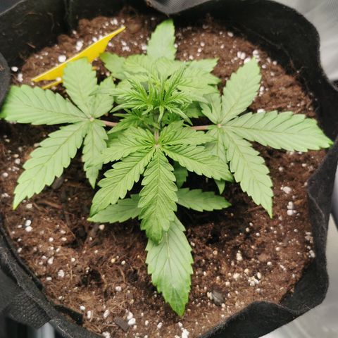 Stress Killer Auto  growlog timeline photo