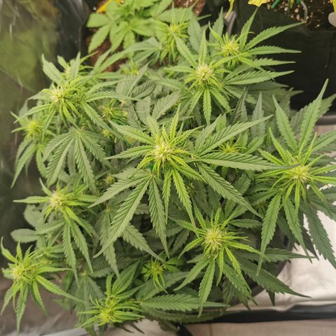 Triple G Auto growlog timeline photo